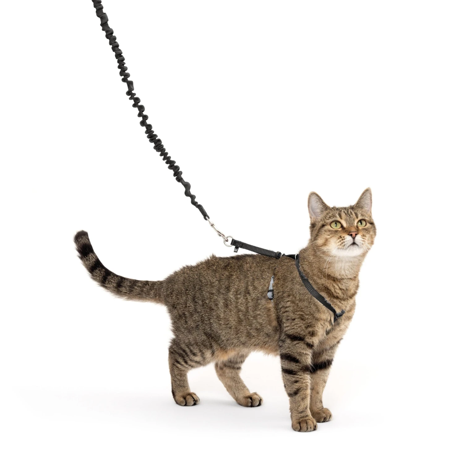 Come With Me Kitty™ Cat Harness & Bungee Leash