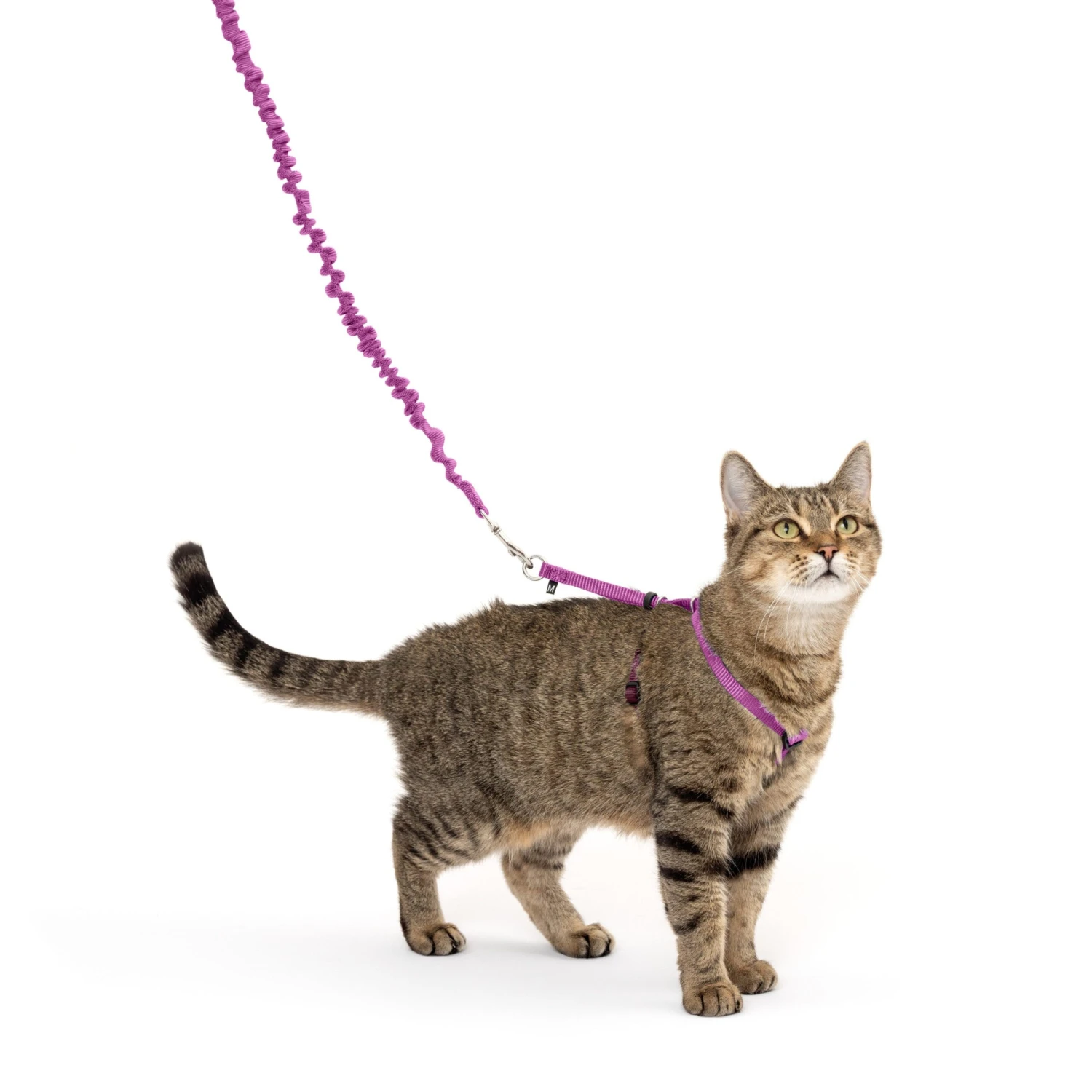 Come With Me Kitty™ Cat Harness & Bungee Leash - Image 8
