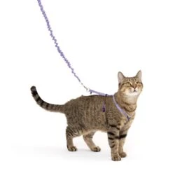 Come With Me Kitty™ Cat Harness & Bungee Leash -Best Pet Supplies Come With Me Kitty M LLC PD In Use Hero 23a9fbda 36fe 4436 a8f9 7072dbf34aa7
