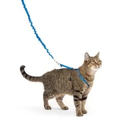 Come With Me Kitty™ Cat Harness & Bungee Leash -Best Pet Supplies Come With Me Kitty M PD In Use 02 3dfaebaa cace 46cb 8f33 462c6902ca4f
