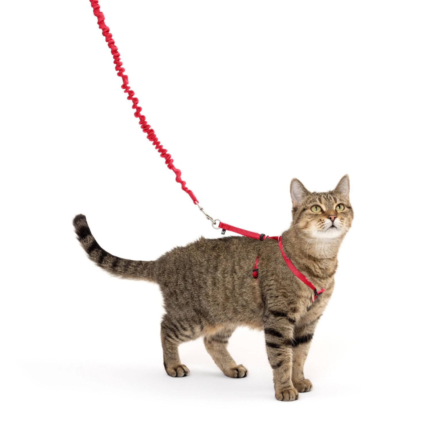 Come With Me Kitty™ Cat Harness & Bungee Leash - Image 10