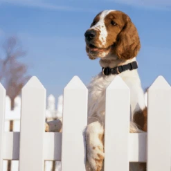 KeepSafe® Collar -Best Pet Supplies KSC P02