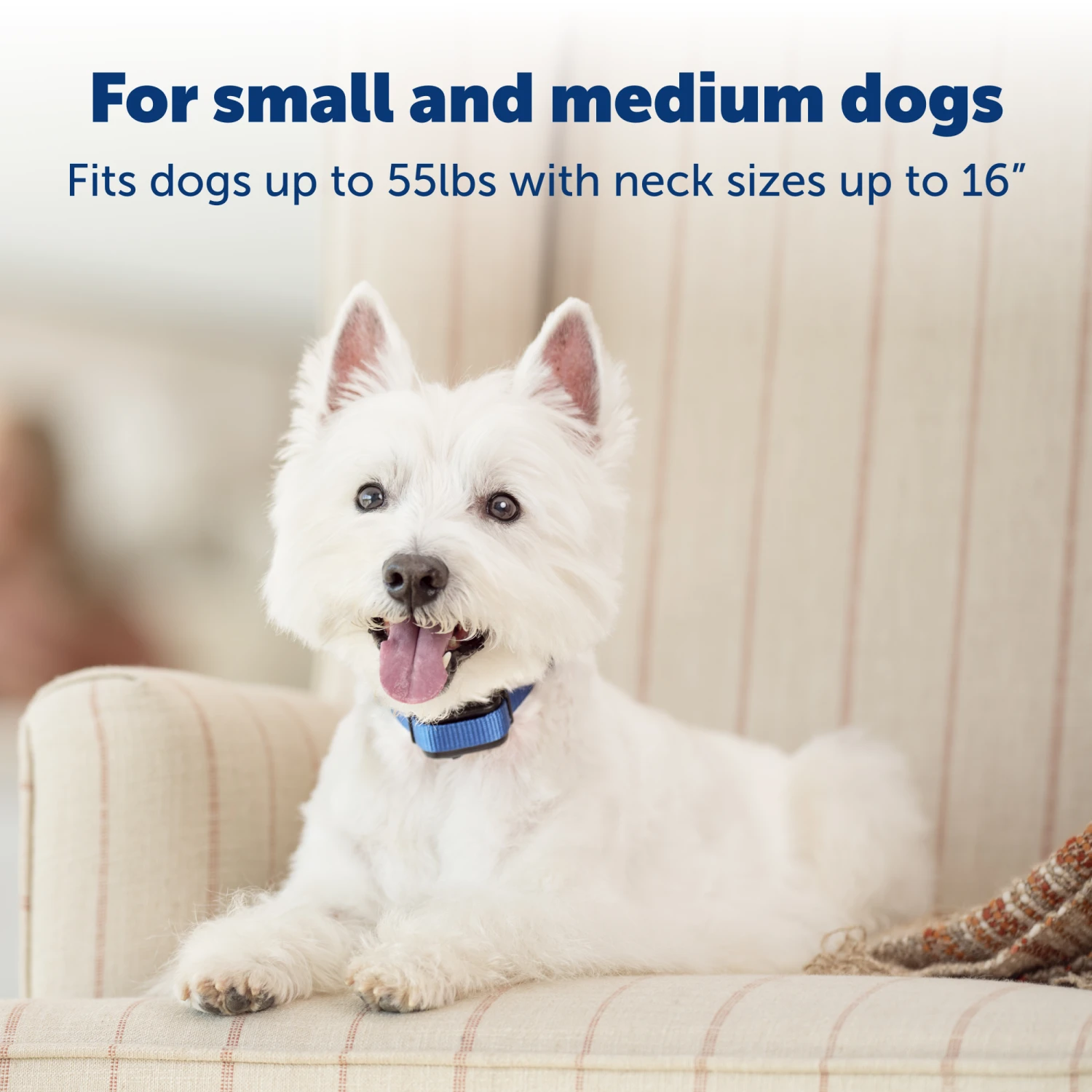 Elite Little Dog Spray Bark Control 6 Elite Little Dog Spray Bark Control - Image 4