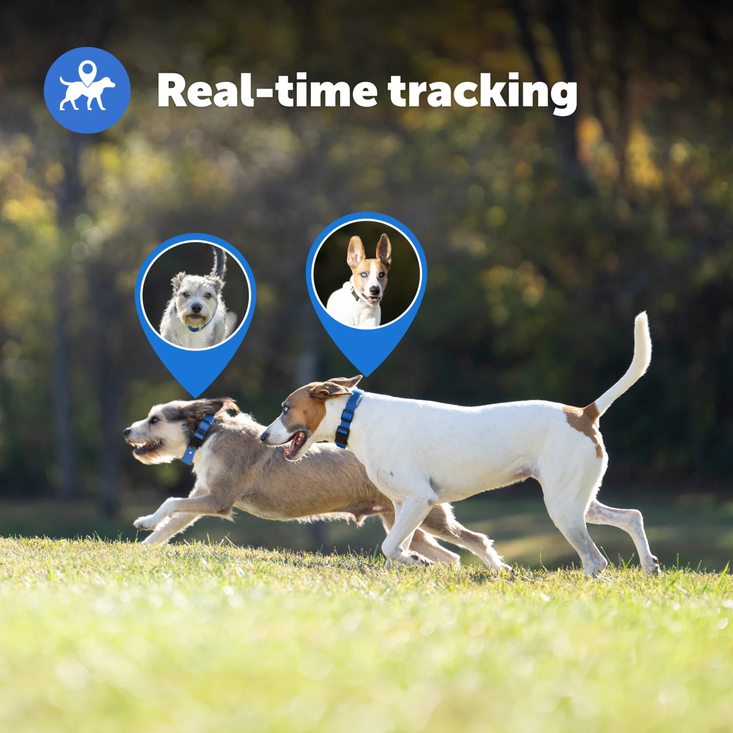 Guardian® GPS + Tracking Dog Fence Collar 8 Guardian® GPS + Tracking Dog Fence Collar - Image 6