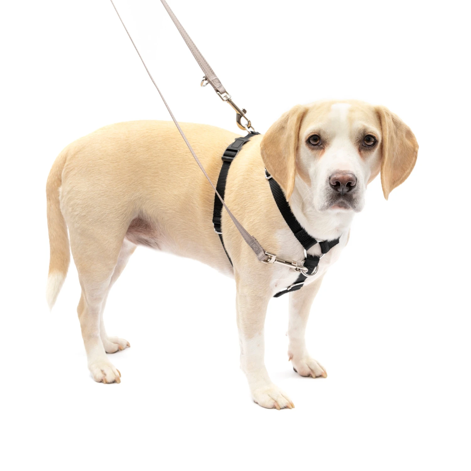 Sure-Fit Harness® - Large 4 Sure-Fit Harness® - Large - Image 2