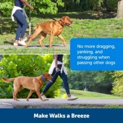 Soft Point Training Collar 18 Soft Point Training Collar -Best Pet Supplies dgybol7x7pmcdjqfmobg d394fdd9 d716 40a9 b1a1 d45a0feab25f