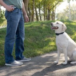 Remote Trainer Belt Clip 13 Remote Trainer Belt Clip -Best Pet Supplies dyirvlepxgcdaj6dcqlh 069fadb3 1dd4 4aa7 a327 746c2be7d4b7