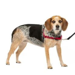 Easy Walk® Harness, No Pull Dog Harness -Best Pet Supplies ebp1asq0dyq5qc8lw8yk 70e6789f 8ae3 4742 ba38 fad04711533b