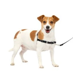 Easy Walk® Harness, No Pull Dog Harness -Best Pet Supplies ehm60grco1urywhbfgpx 9d9ad67e bcd2 40bb 9571 9888d4bb6a93