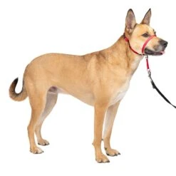 Gentle Leader® Headcollar, No-Pull Dog Collar 32 Gentle Leader® Headcollar, No-Pull Dog Collar -Best Pet Supplies fbo2tehew0xlrh4i7miq
