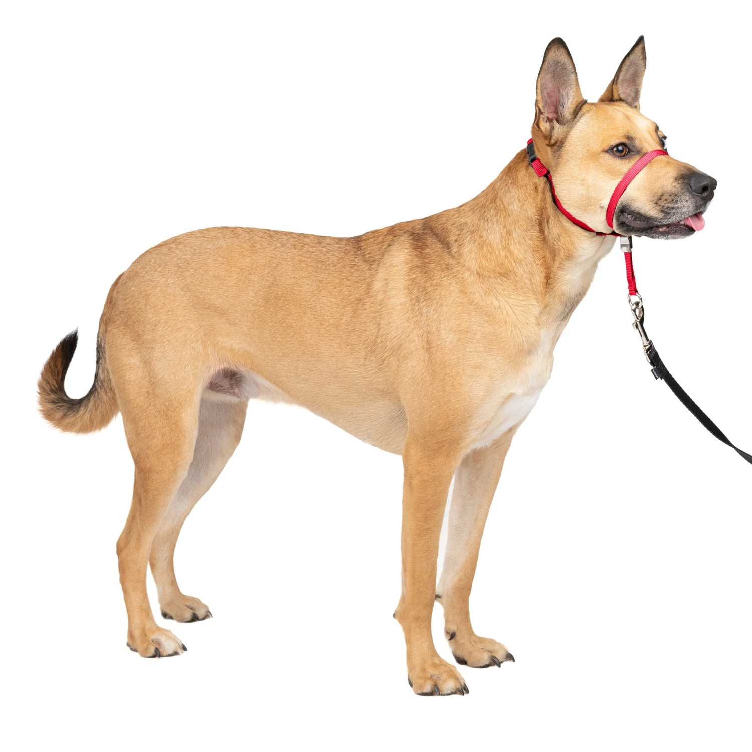 Gentle Leader® Headcollar, No-Pull Dog Collar 13 Gentle Leader® Headcollar, No-Pull Dog Collar - Image 12
