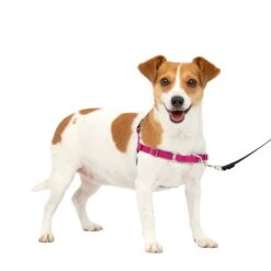 Easy Walk® Harness, No Pull Dog Harness -Best Pet Supplies g6fez3psos6izleufbqr 1cb9378b 0ae7 44c1 8b84 01f3501de4e4