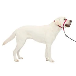 Gentle Leader® Headcollar, No-Pull Dog Collar 38 Gentle Leader® Headcollar, No-Pull Dog Collar -Best Pet Supplies gbypbdparhjbwvmr7h85