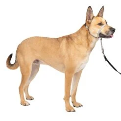 Gentle Leader® Headcollar, No-Pull Dog Collar 34 Gentle Leader® Headcollar, No-Pull Dog Collar -Best Pet Supplies gkwr25p5lcylko50ce0y