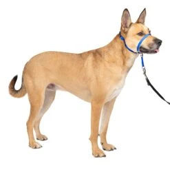 Gentle Leader® Headcollar, No-Pull Dog Collar 33 Gentle Leader® Headcollar, No-Pull Dog Collar -Best Pet Supplies gtpm6p96aazfsp7io3c3