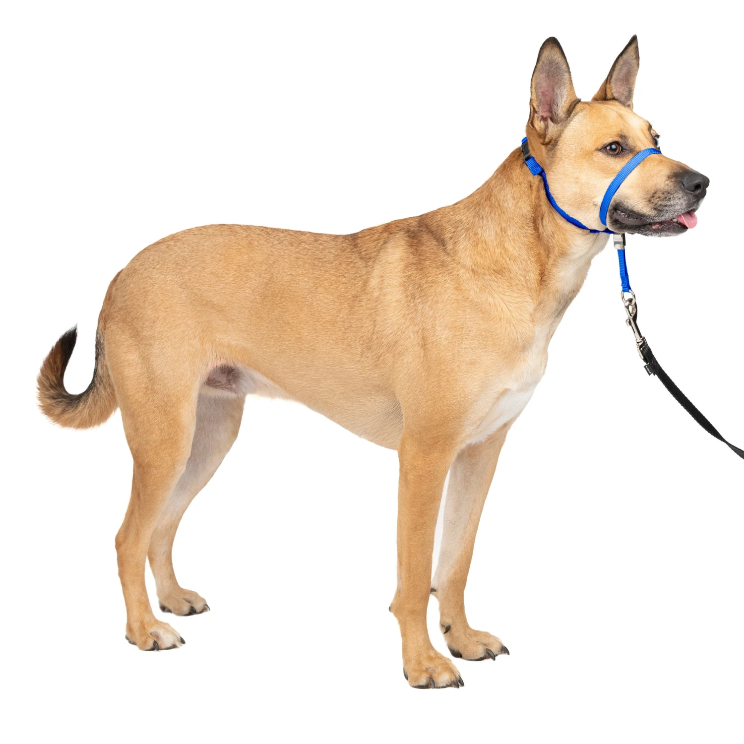 Gentle Leader® Headcollar, No-Pull Dog Collar 14 Gentle Leader® Headcollar, No-Pull Dog Collar - Image 13