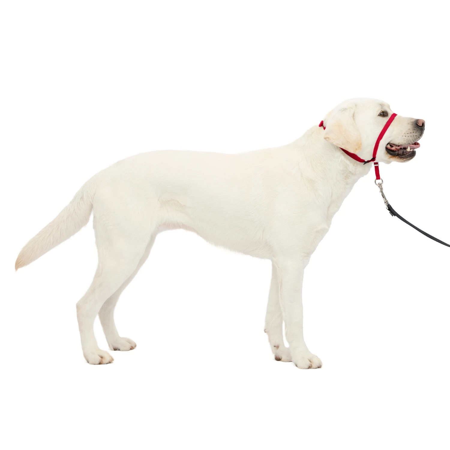 Gentle Leader® Headcollar, No-Pull Dog Collar 21 Gentle Leader® Headcollar, No-Pull Dog Collar - Image 20