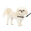 Easy Walk® Harness, No Pull Dog Harness -Best Pet Supplies hzsgfqllulau0fkksqbi af7aef10 4a6f 4f76 801f 2f2b1c85f66f