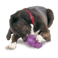 Busy Buddy® Squirrel Dude™ -Best Pet Supplies i6fcbycw6kuxyqqb6e0v 208badce c11b 47f1 98a6 81aa687d6204