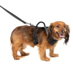 EasySport Harness 35 EasySport Harness -Best Pet Supplies iy2tvwircsje1enst2hn 68ad593c 3b14 4d38 9b55 4770db4739ba