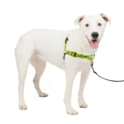 Deluxe Easy Walk® Harness -Best Pet Supplies j5eku7pcurntgtaszwk2 d6b92fce a9f2 4037 8e37 5df692532441