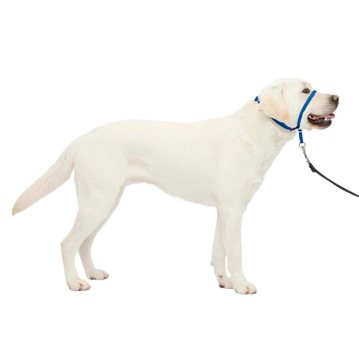 Gentle Leader® Headcollar, No-Pull Dog Collar 20 Gentle Leader® Headcollar, No-Pull Dog Collar - Image 19