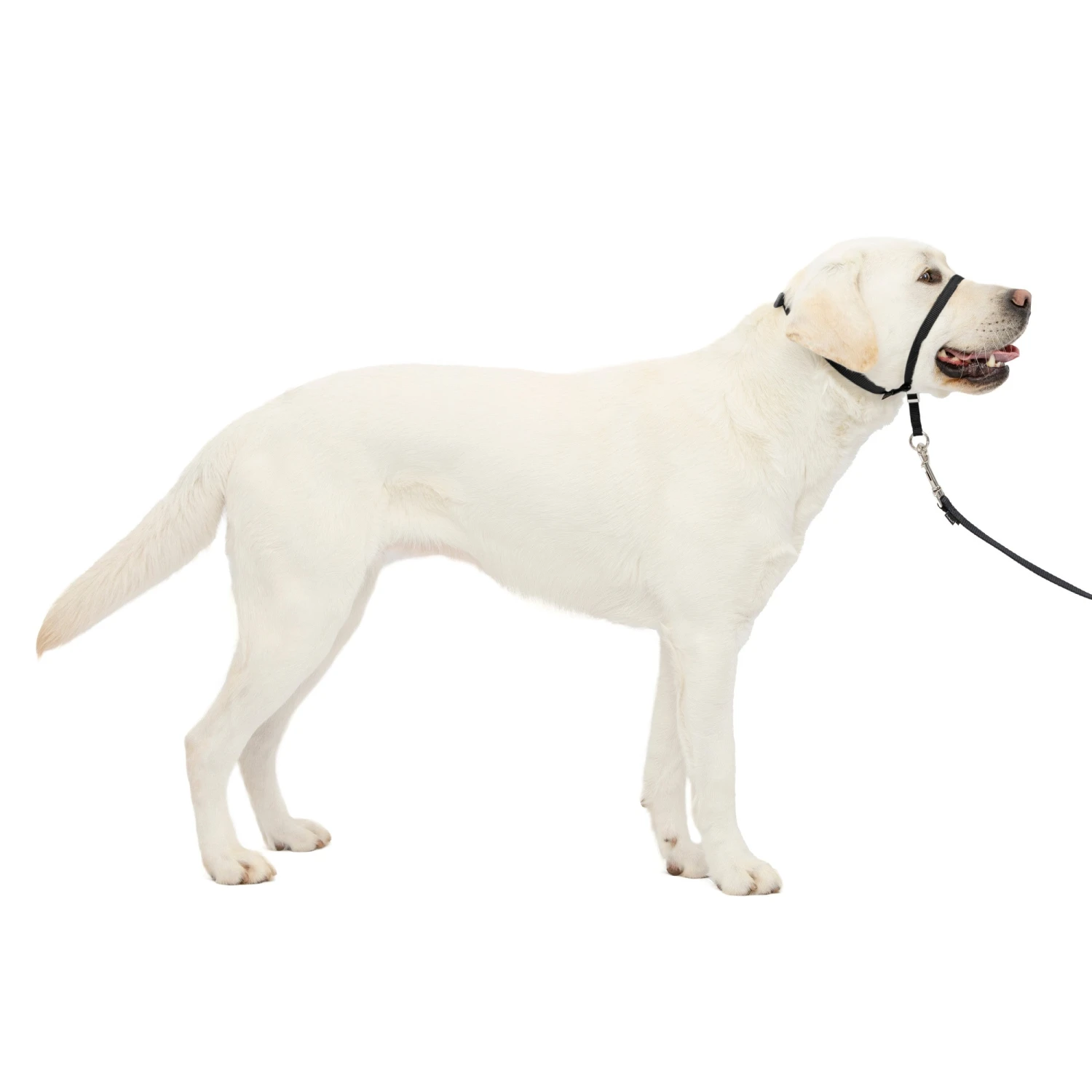 Gentle Leader® Headcollar, No-Pull Dog Collar 16 Gentle Leader® Headcollar, No-Pull Dog Collar - Image 15