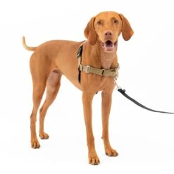 Easy Walk® Harness, No Pull Dog Harness -Best Pet Supplies kjpqy61ontnjpzx6hsq8 c5b154b3 98f7 41d6 87d4 58e04ef13fc5