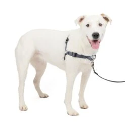 Deluxe Easy Walk® Harness -Best Pet Supplies lav05apcrurev1lnygms 90d34ac7 db18 4706 8413 8426e87ab77e
