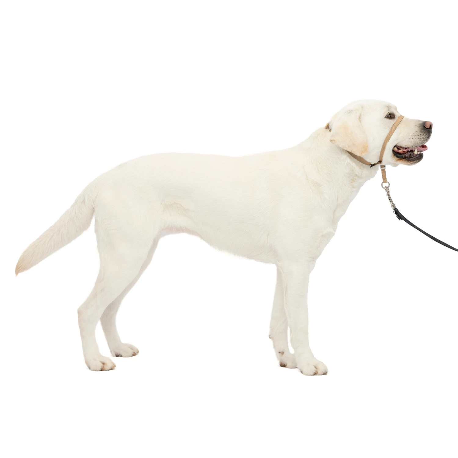 Gentle Leader® Headcollar, No-Pull Dog Collar 18 Gentle Leader® Headcollar, No-Pull Dog Collar - Image 17