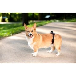 CareLift™ Rear Support Harness -Best Pet Supplies mxhybdolbohrmkxa9zam 75ea7e65 7fe4 4867 9f8b 5900810db132