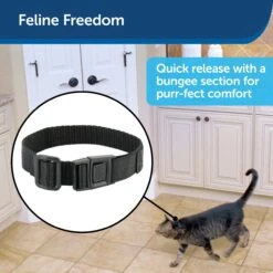 Collar Strap For Cats -Best Pet Supplies nixe1cvzrfviwklqp5gx 547a6bd7 91d1 4b81 9982 1a000a173d4a