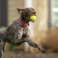 3/4" Rust Replacement Collar Strap With No Holes -Best Pet Supplies obhw5mrxdh3hhjiy8gzf ee42f435 121a 4a33 b9fa 326b1ae1012c