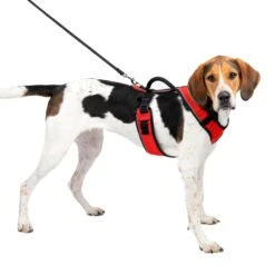 EasySport Harness 30 EasySport Harness -Best Pet Supplies pcfmxskizfvfvmqcb4vb 0e785e0a 814e 4718 b006 e4bd565daab7