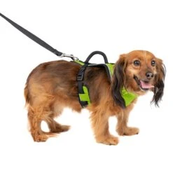 EasySport Harness 31 EasySport Harness -Best Pet Supplies pco4bhujsdeqndcobkai 00c6f6f3 060a 40b9 a38f a69d628a2317