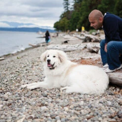 Big Dog Remote Trainer -Best Pet Supplies pdt00 13411 e