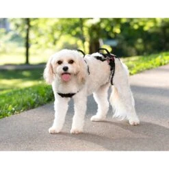 CareLift™ Support Harness -Best Pet Supplies pi0j1dvdfiypybbus7pt 5c9cbe8b 005a 47af 9f78 99863fc45780