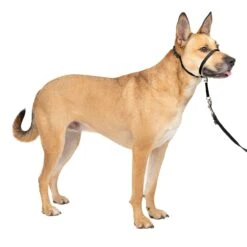 Gentle Leader® Headcollar, No-Pull Dog Collar 29 Gentle Leader® Headcollar, No-Pull Dog Collar -Best Pet Supplies ppaeb530drdsxj7xrvgp 6e8394cb c796 484f ba81 d2240fc4c5d7