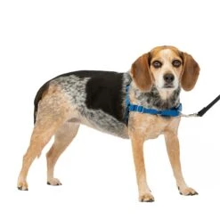 Easy Walk® Harness, No Pull Dog Harness -Best Pet Supplies pyl4le2ff04ar4fpcxou 540f100b 3ced 4a96 b552 1c5d3464d94e