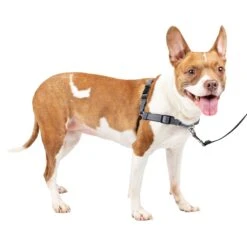 Deluxe Easy Walk® Harness -Best Pet Supplies q1amqtcnirptohsbqdpl 0e01fcb2 f96a 4f7b 9ad7 1ee057147b7d