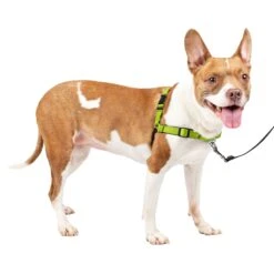 Deluxe Easy Walk® Harness -Best Pet Supplies qkzb8hgjlw1jlst1nsoj e8534730 7b1f 4df9 8c1a 2a68711bc407