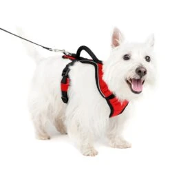 EasySport Harness 24 EasySport Harness -Best Pet Supplies rdv30sltmhjyqaxdl7n0 e6eec1f2 1564 428f b279 7949ab6c3367