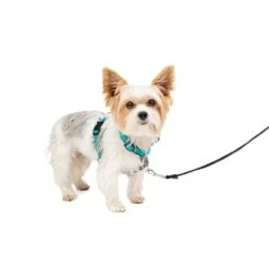 3 In 1 Harness -Best Pet Supplies saqa6fwcaww5ujfvqoeo 9883e7d0 3443 4cb1 ac0e c8c1266450c3