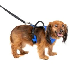 EasySport Harness 36 EasySport Harness -Best Pet Supplies tgjqjj9zijgqxcvmsjpt 6db2f19c cce5 4e10 aa63 5463724921a5