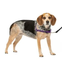 Easy Walk® Harness, No Pull Dog Harness -Best Pet Supplies th4s65qxovk3qrdvdw2p 2f1dd798 7fb2 4f32 9261 bba0f91d4717