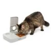 Automatic 2 Meal Pet Feeder 1 Automatic 2 Meal Pet Feeder -Best Pet Supplies tk6clmcyspdw6nsqqhtv 7f7a75ab 312c 49d6 9fcb 59657b1678f3