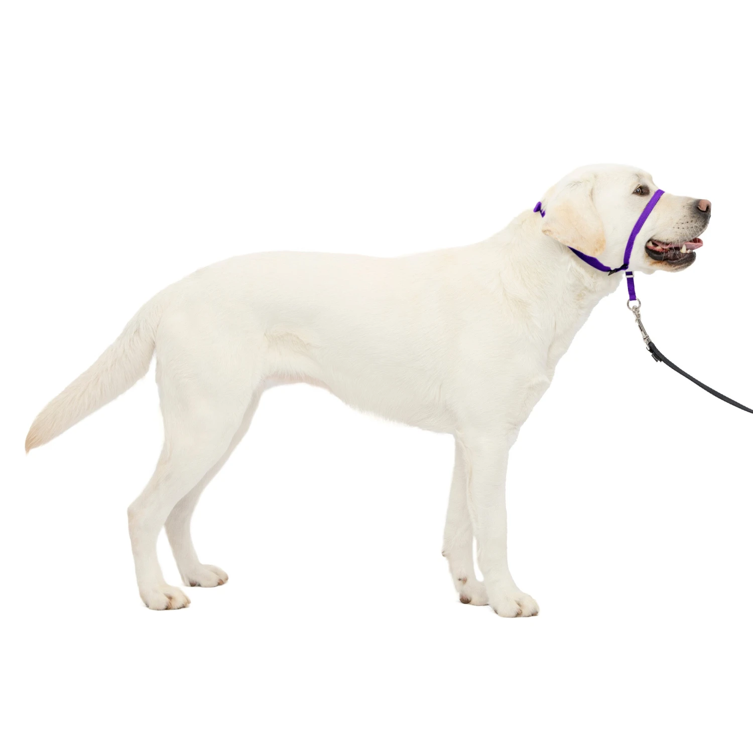 Gentle Leader® Headcollar, No-Pull Dog Collar 17 Gentle Leader® Headcollar, No-Pull Dog Collar - Image 16