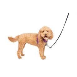 3 In 1 Harness -Best Pet Supplies vbtbqqdxzppdxfwpfwwb 5d38d07a 2de4 49ab 8eaf 717a66ce6e00