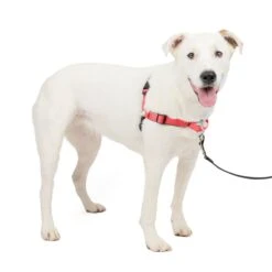 Deluxe Easy Walk® Harness -Best Pet Supplies vtscam0p77j4xajodiet c8039896 f346 410f ae19 af04874b5535