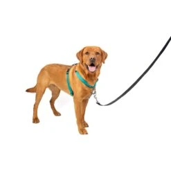 3 In 1 Harness -Best Pet Supplies x8zqgzeaeq3yglhqvnvi 1797be5a 866c 4e6c 9a22 a9f829f4ee2e